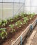 Seedlings planted peppers in the greenhouse.