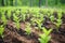 seedlings planted on reforested land