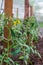 seedlings for planting in a greenhouse, tomato sprouts, gardening, tomato flowers