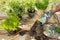 Seedlings, plants in pots and garden tools on the wooden table, green trees background - gardening concept