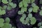 Seedlings Pumpkin in black nursery bag in the garden for background.