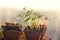 Seedlings of radishes and beets in peat pots at dawn in the spring