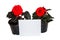 Seedlings red begonia flowers and card for notes isolated