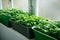 Seedlings ripen in a greenhouse. fresh green leaves of seedlings against