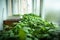 seedlings ripen in a greenhouse. green leaves of seedlings against misted windows