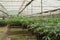 Seedlings of rubber trees on a plantation in Wayanad, Kerala