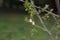 Seedlings of sakura by name Prunus serrulata