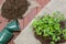 Seedlings Small Plants of Kohlrabi with Flower Pots and Loam