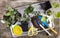 Seedlings, soil and tools for home gardening and floriculture, top view, rustic background