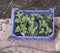 Seedlings, spring, cottage, garden, flower planting, basket seedlings, green mouths