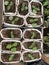 Seedlings in the spring on the terrace. Flower seedling. Sunflower seedlings. Old garden