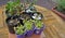Seedlings sprouts and colored pots on wooden table in inner yard