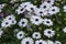 Seedlings of terrace Ornamental daisies