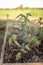 Seedlings tomato with yellow leaves garden patch