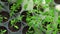 Seedlings of tomatoes in a greenhouse in containers for growing. Young tomato plants in a nursery ready for planting in
