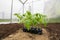 Seedlings Tomatoes Plant Vegetable in Small Greenhouse ready for