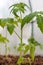 Seedlings of tomatoes in the seedbed