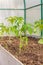 Seedlings of tomatoes in the seedbed