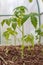 Seedlings of tomatoes in the seedbed