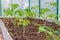 Seedlings of tomatoes in the seedbed