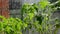 Seedlings of tomatoes on the windowsill. Raindrops on the window pane. Water drops on glass. Growing greenhouse vegetables