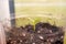 Seedlings in a transparent plastic cup close-up. The first germinal leaves of a germinated plant from a seed