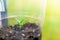 Seedlings in a transparent plastic cup close-up. The first germinal leaves of a germinated plant from a seed