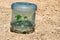 Seedlings under a transparent jar