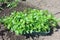 Seedlings on the vegetable tray.