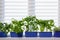 Seedlings of vegetables and flowers in trays on the windowsill. Spring cultivation indoors