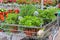 Seedlings of vegetables in shop trolley. Shopping at garden center.