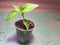 Seedlings - very beautiful seedlings of Bulgarian pepper or hot pepper in a pot