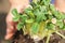 Seedlings in wrinkled hands. Small plant sprouts close up and copy space. The concept of spring planting