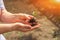 Seedlings in wrinkled hands. Small plant sprouts close up and copy space. The concept of spring planting