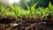 seedlings young corn plants