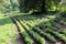 Seedlings of young oak trees in forestry