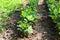 Seedlings of young oak trees in forestry