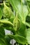 Seedpod of tropical `Canna Flaccida` plant