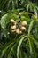 Seedpods of Aesculus flava or yellow buckeye