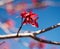 Seedpods on a red maple tree.