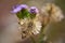 Seeds of Ageratum Conyzoides in the garden