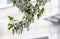 Seeds allergy poplar fluff tree branches city building background