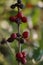 Seeds Arabica coffee on the tree