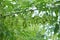 Seeds of ashleaf maple, Acer negundo,maple ash twig with green leaves and blurred forest on background