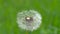 Seeds away from the white fluffy head of the dandelion which looks like a ball.