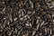 Seeds in a black shell as a background and texture, high detail. In full screen