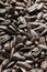 Seeds in a black shell as a background and texture, high detail. In full screen