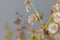 Seeds of a bladder dock plant, Rumex vesicarius