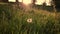 Seeds Blowing off Dandelion in the Breeze at Sunset in a Meadow in Enniskerry