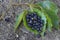 The seeds of the camphor tree are placed on the leaves.